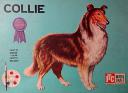 itc-3815-collie.jpg